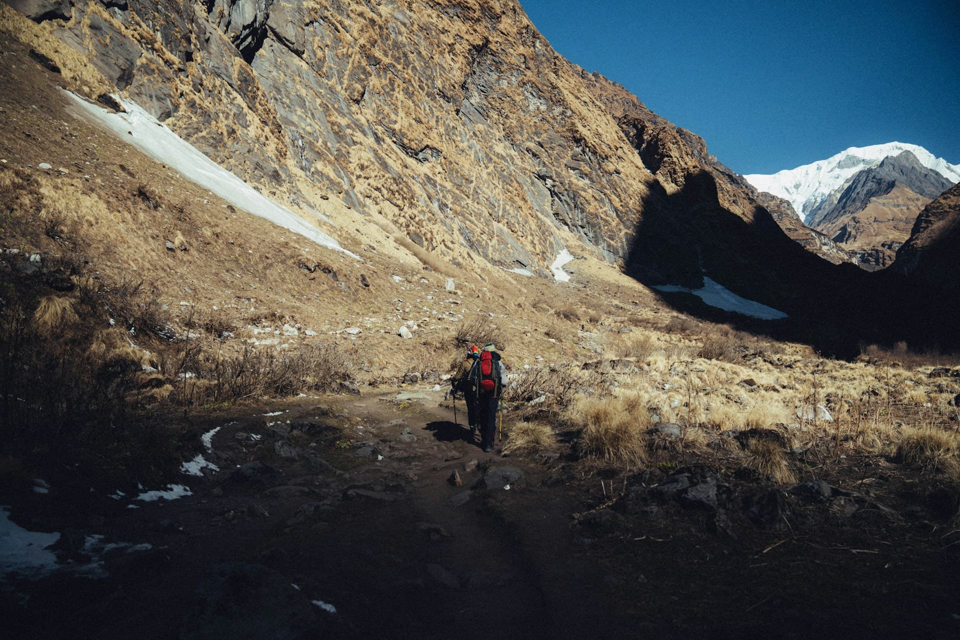 Trekker with loaded backpack walking on a high altitude Himalayan trail at 4,000m with snow-capped peaks